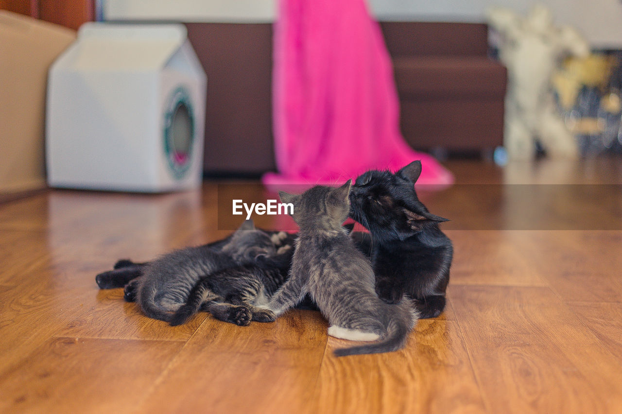Black cat with kittens lies on a wooden floor in the room