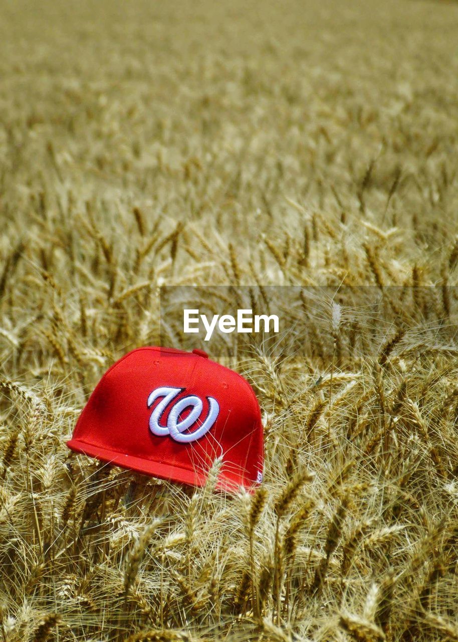 CLOSE-UP OF RED WHEAT IN FIELD