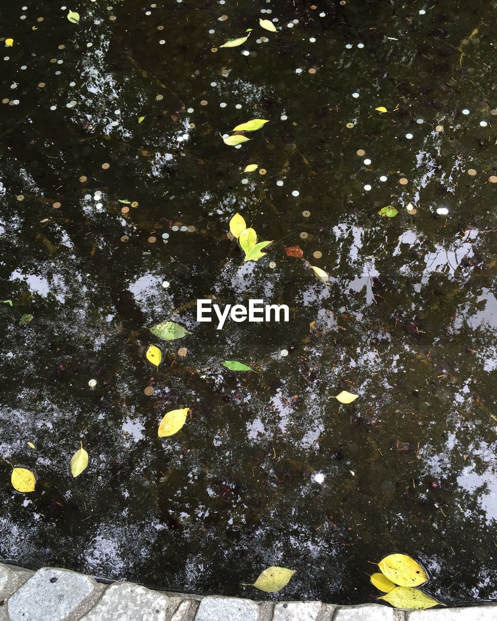 CLOSE-UP OF YELLOW LEAVES