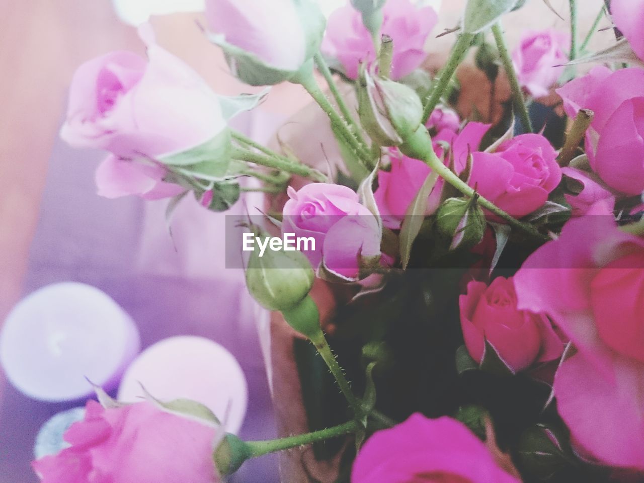 Close-up of pink flowers