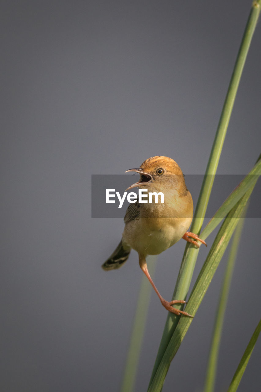 Close-up of bird perching on grass