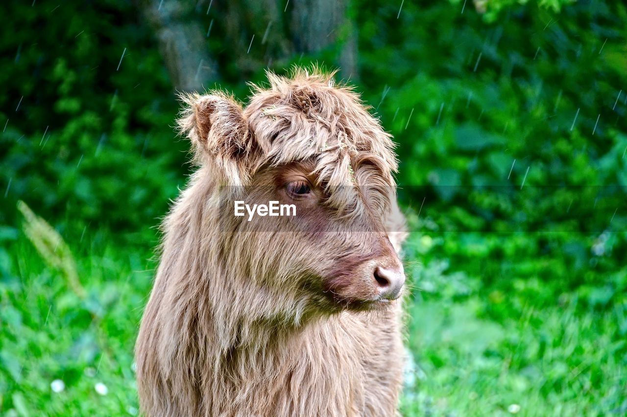 Highland cattle calf standing on field during rainy season