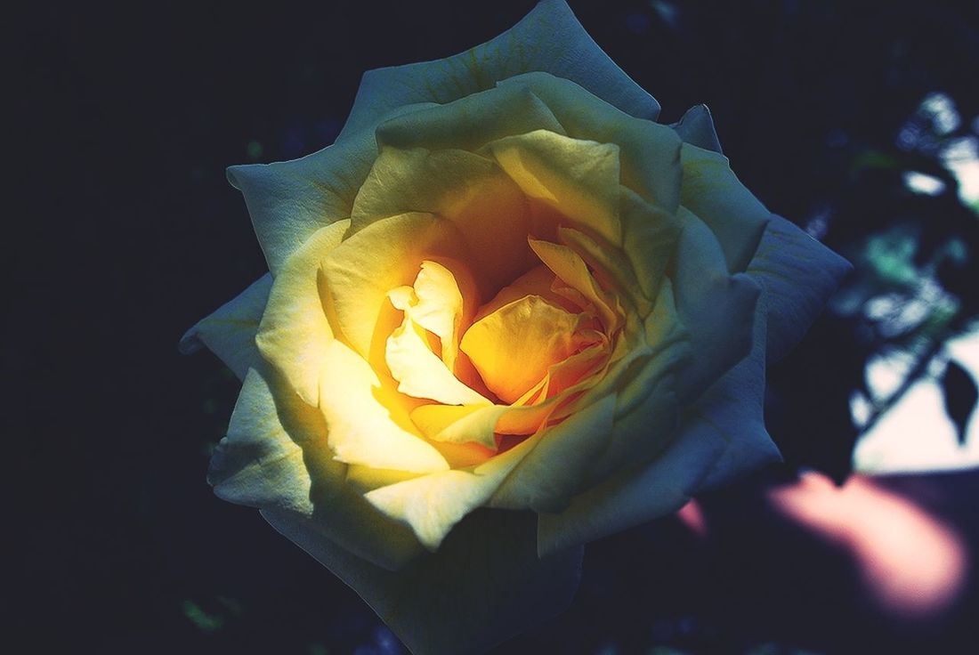 Close-up of rose against blurred background