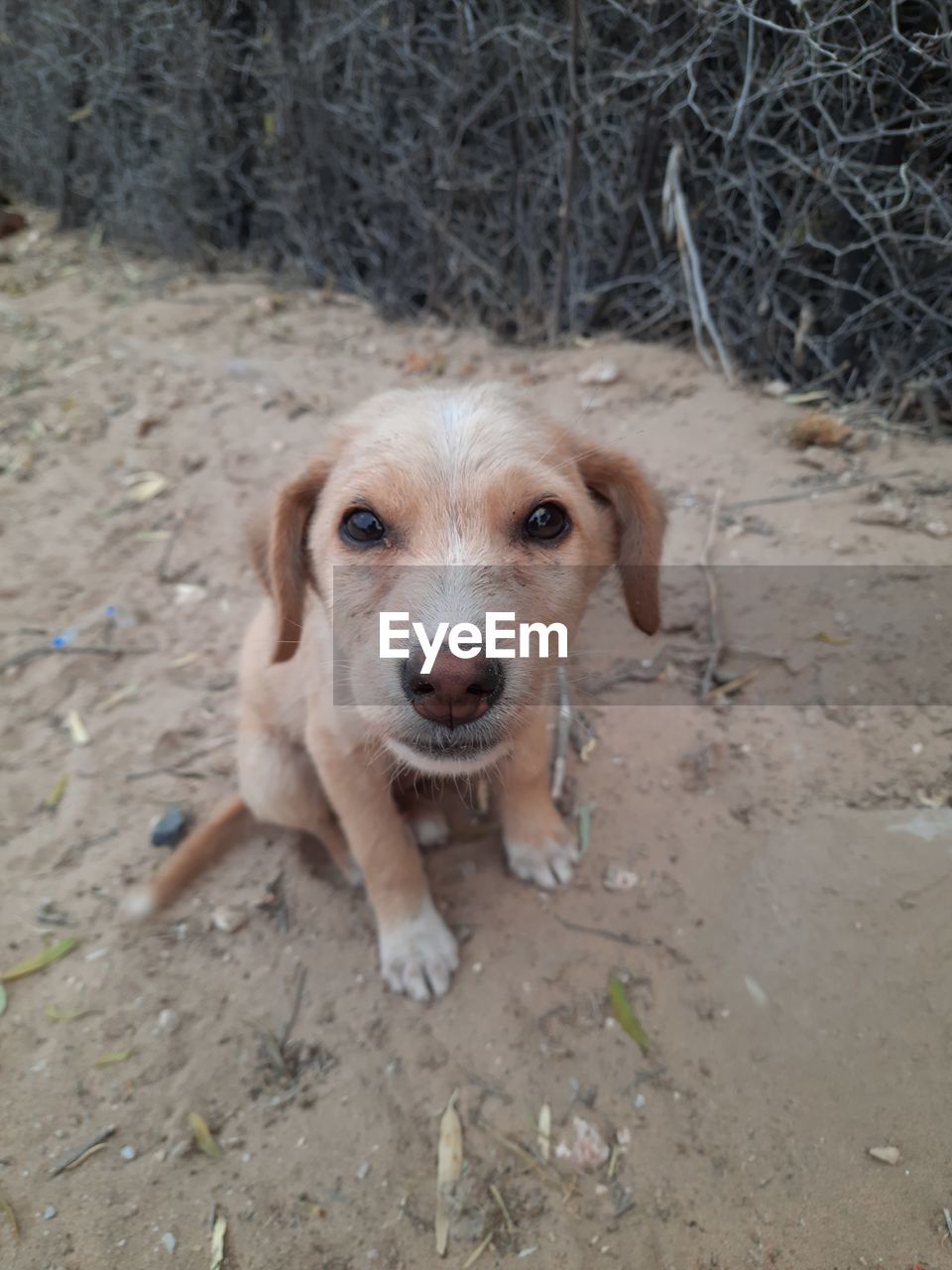 High angle portrait of dog on field