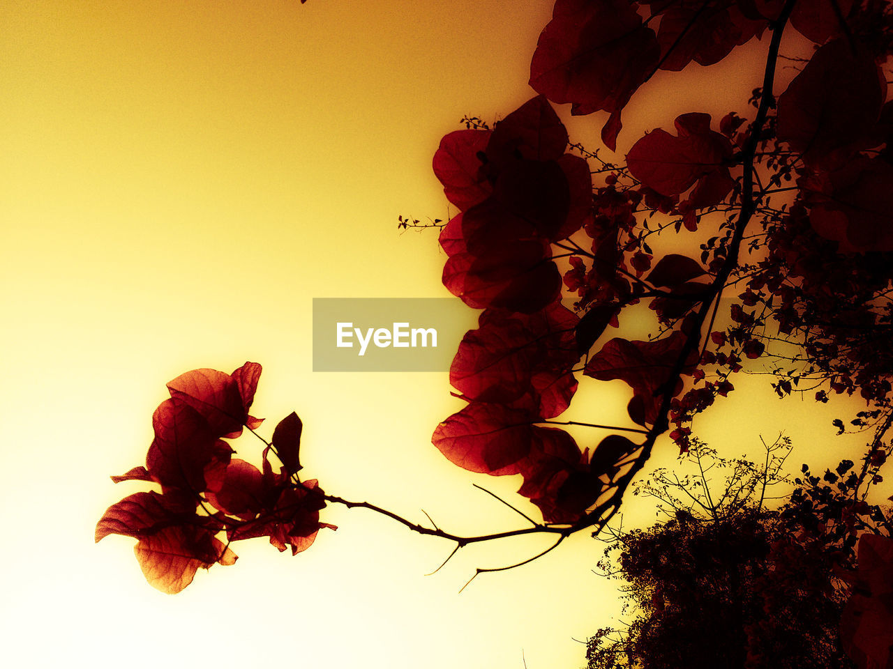 LOW ANGLE VIEW OF RED FLOWERS