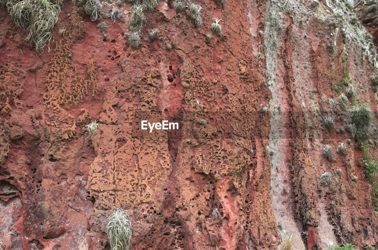 FULL FRAME SHOT OF TREE TRUNK WITH ROCKS