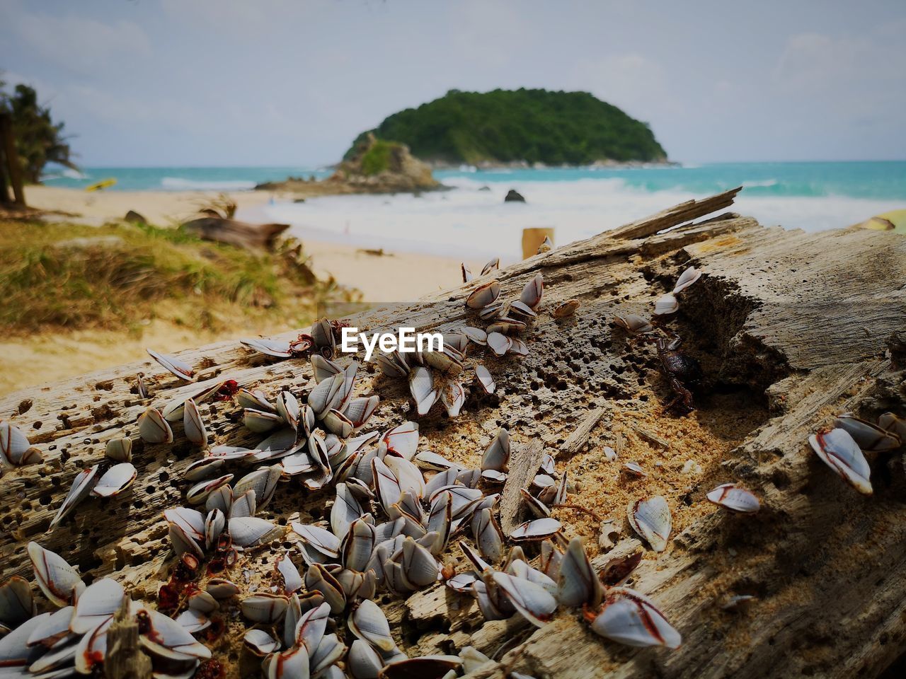 CLOSE-UP OF SHELLS ON SHORE