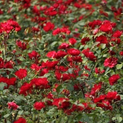 FULL FRAME SHOT OF RED FLOWERS