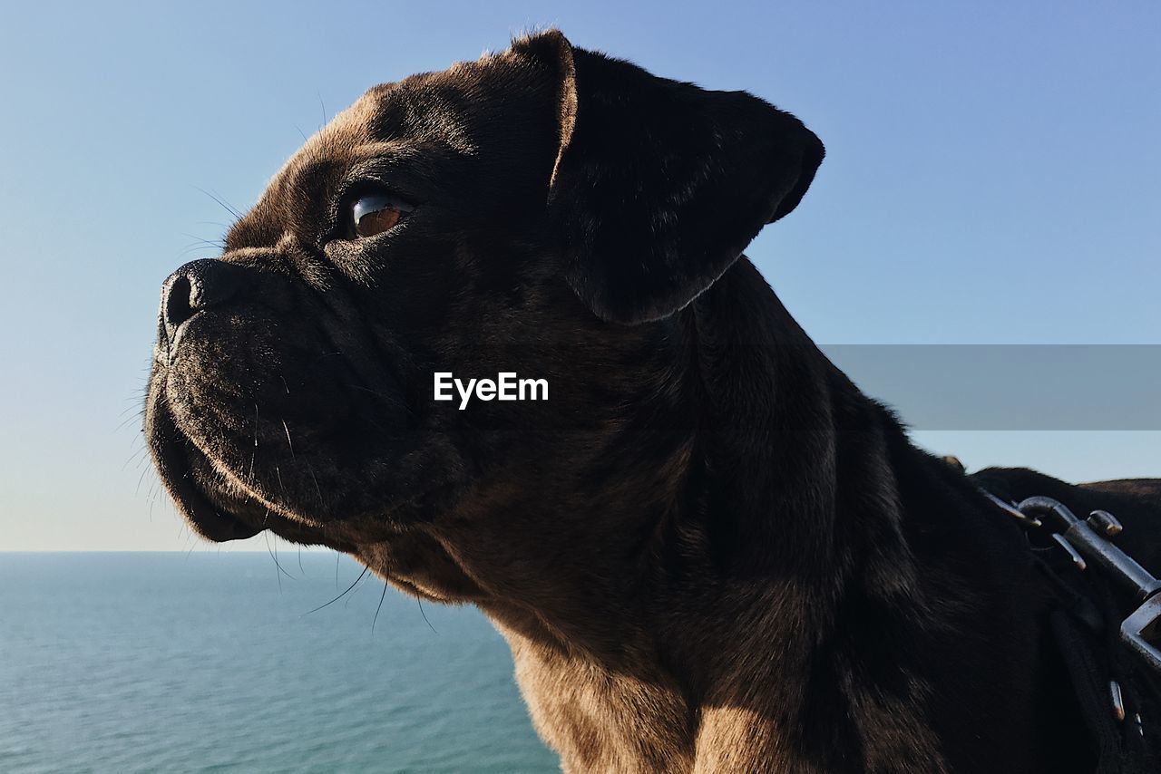 CLOSE-UP OF DOG LOOKING AWAY AGAINST SKY