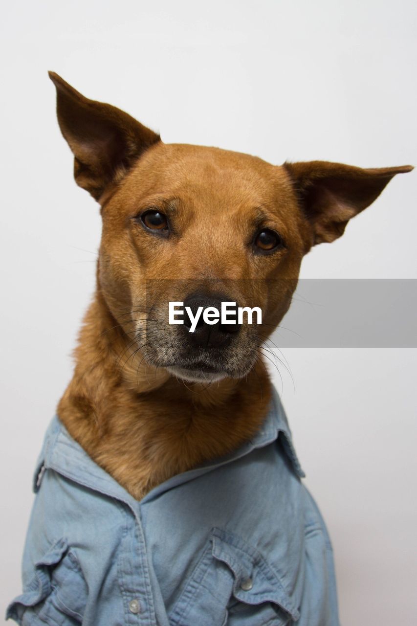 CLOSE-UP PORTRAIT OF DOG