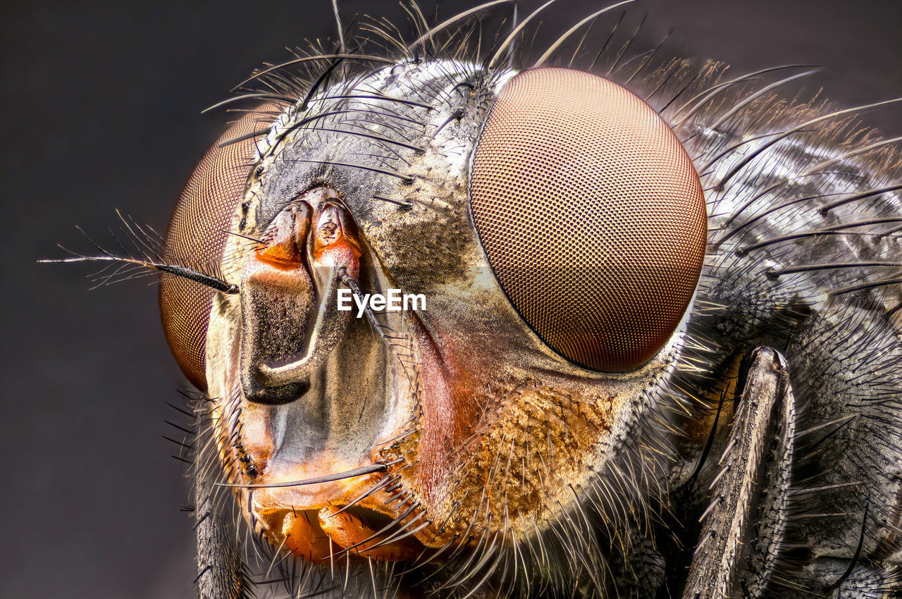Extreme close-up of insect