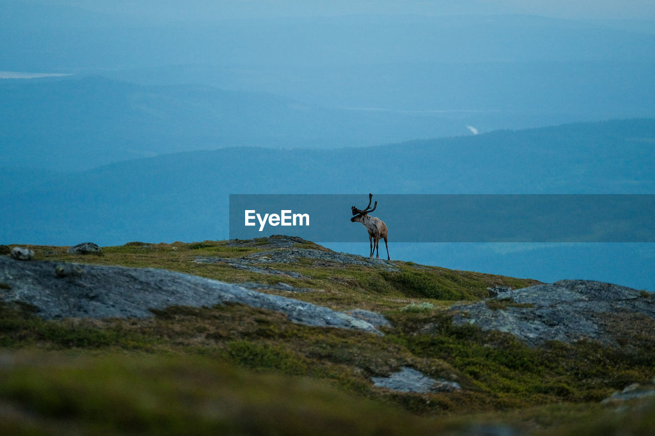 View of deer on mountain