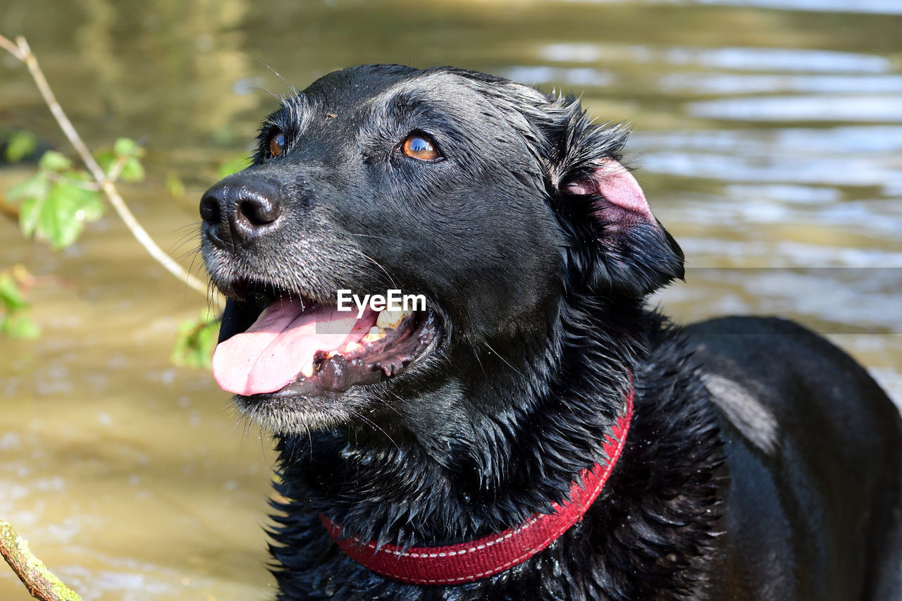 Portrait of a wet black labrador retriever standing by the waters edge 