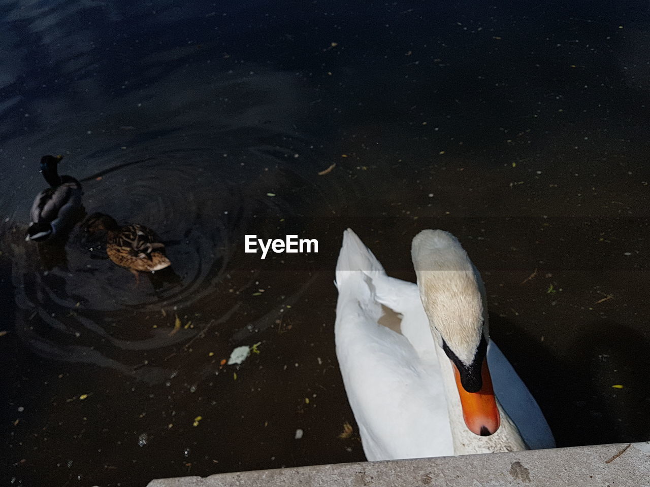 HIGH ANGLE VIEW OF SWAN IN LAKE