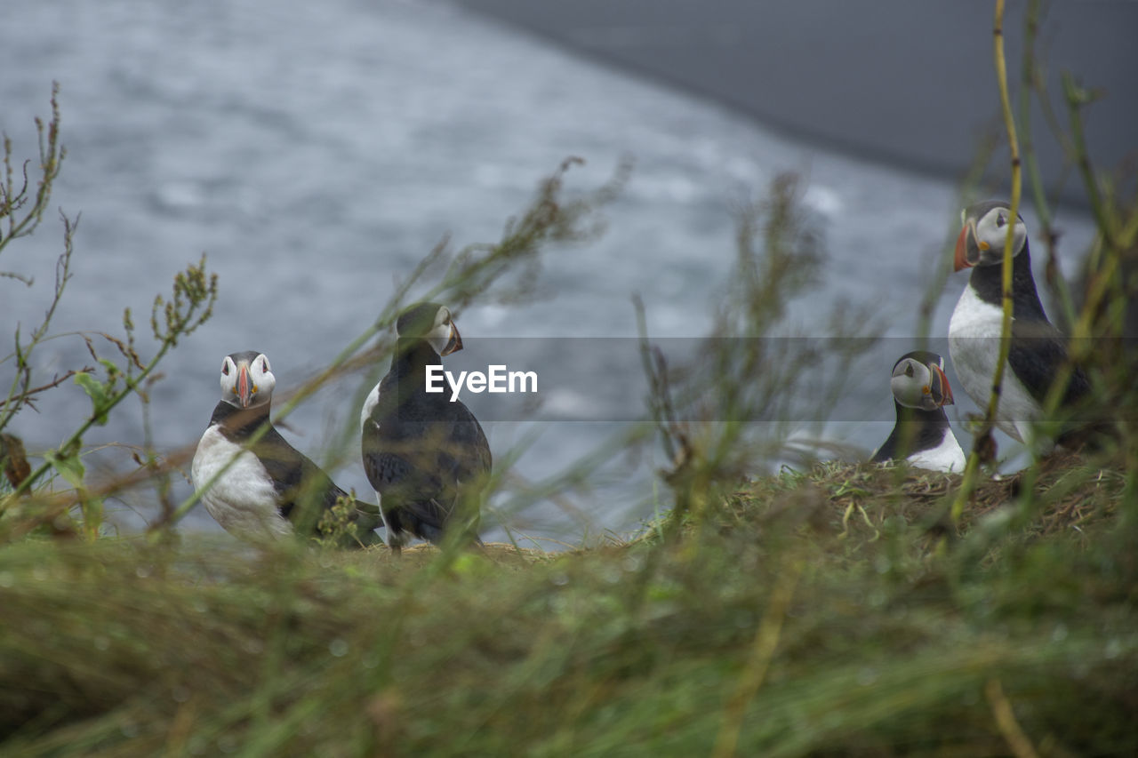 Puffins, iceland