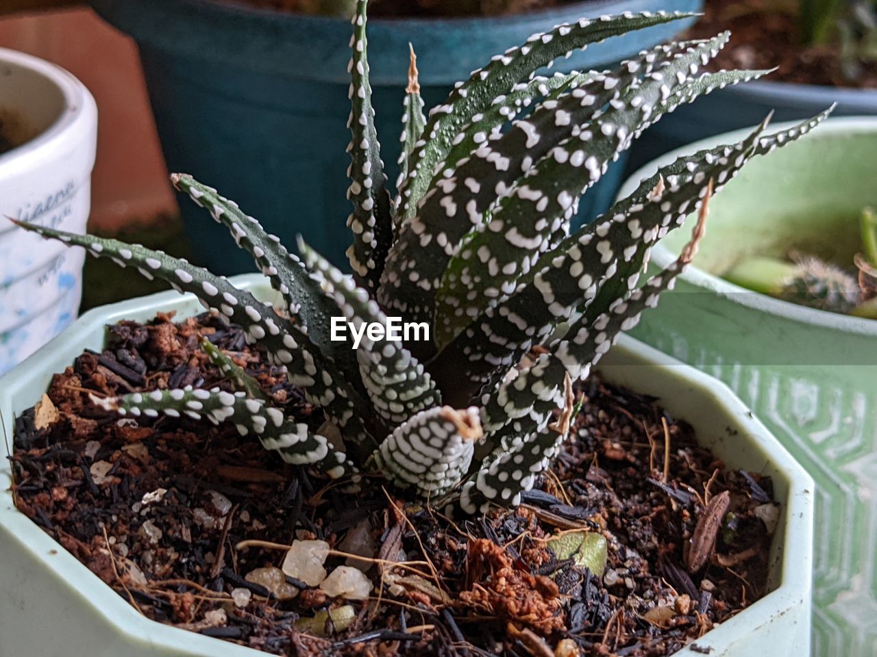 High angle view of potted plant