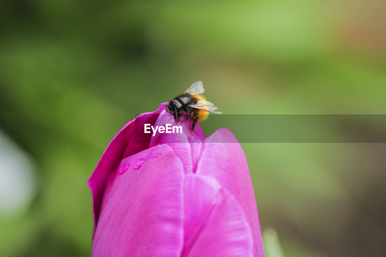 Close-up of bumblebee on pink flower