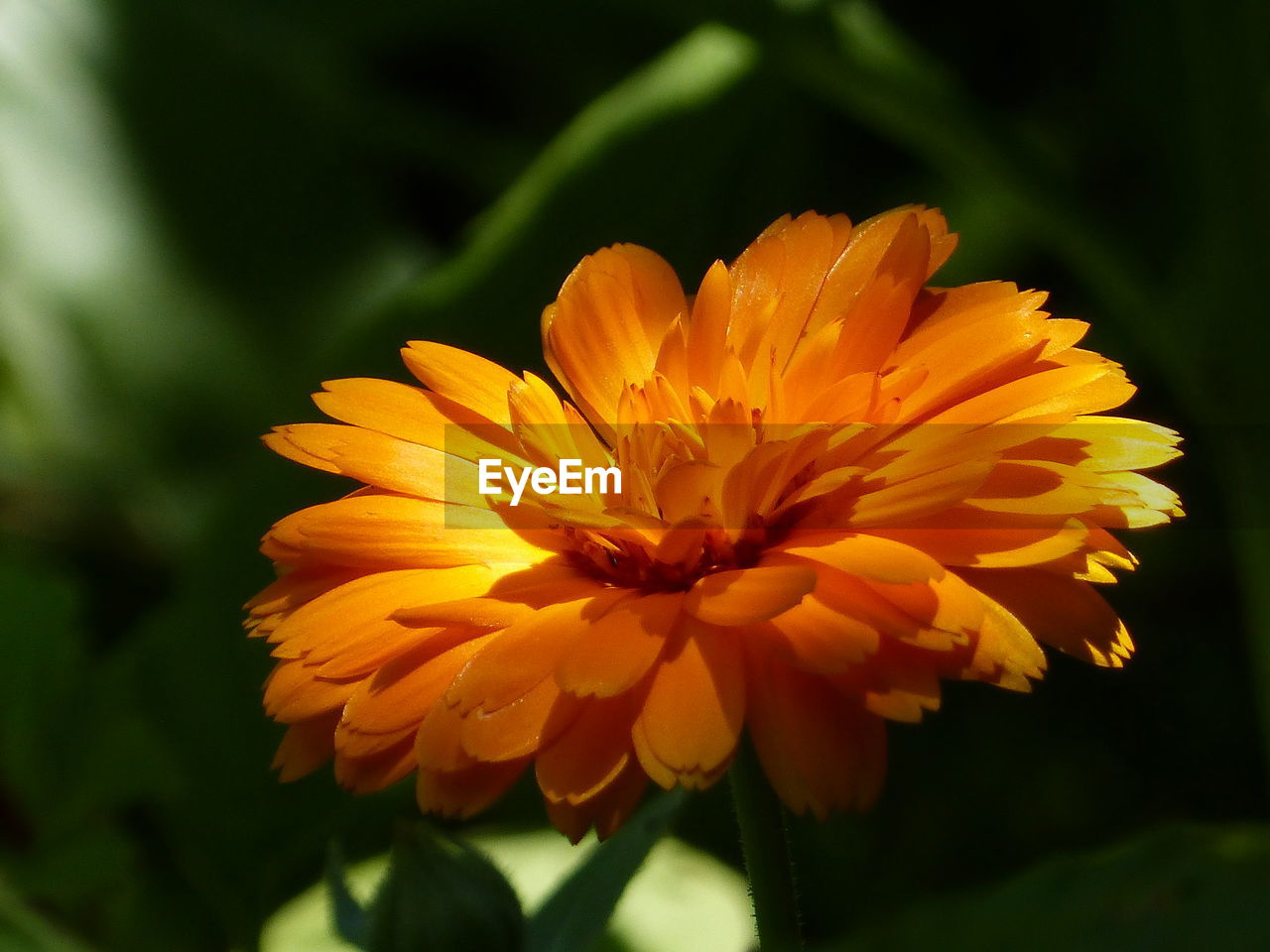 Close-up of yellow flower