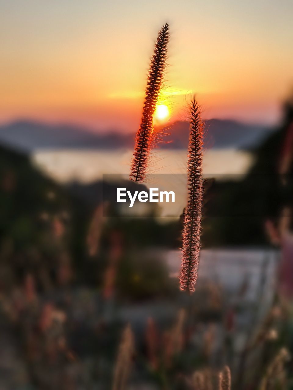 Close-up of plants against sky during sunset