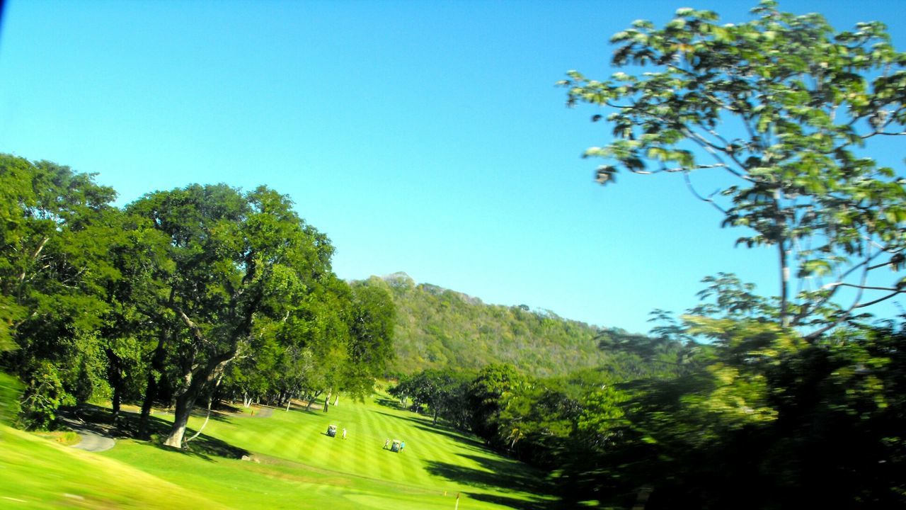 Trees against clear sky