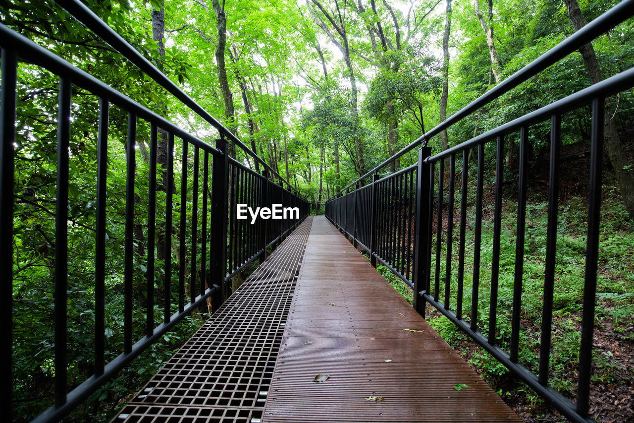 View of footbridge in forest