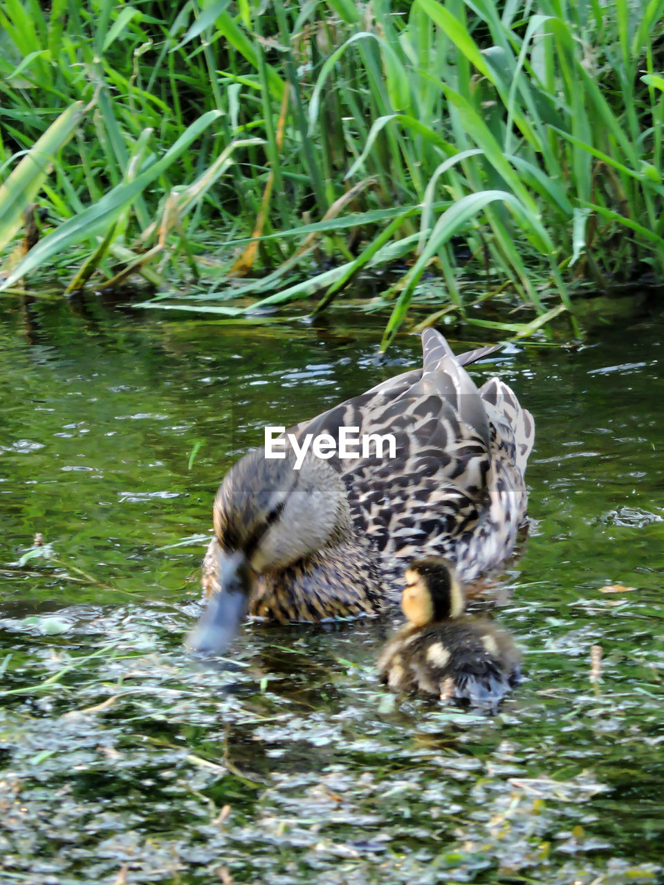 MALLARD DUCKS IN WATER