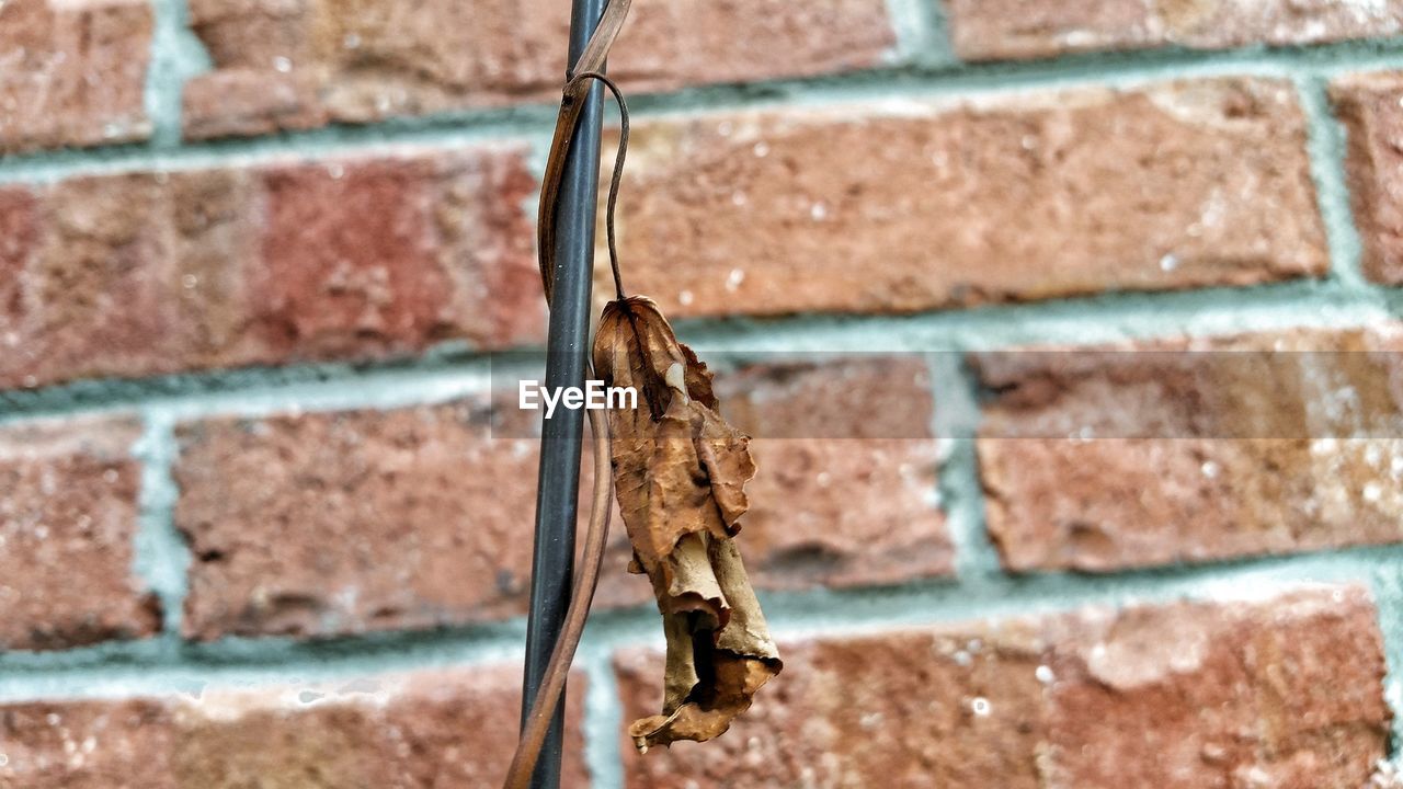 CLOSE-UP OF TURTLE ON WALL