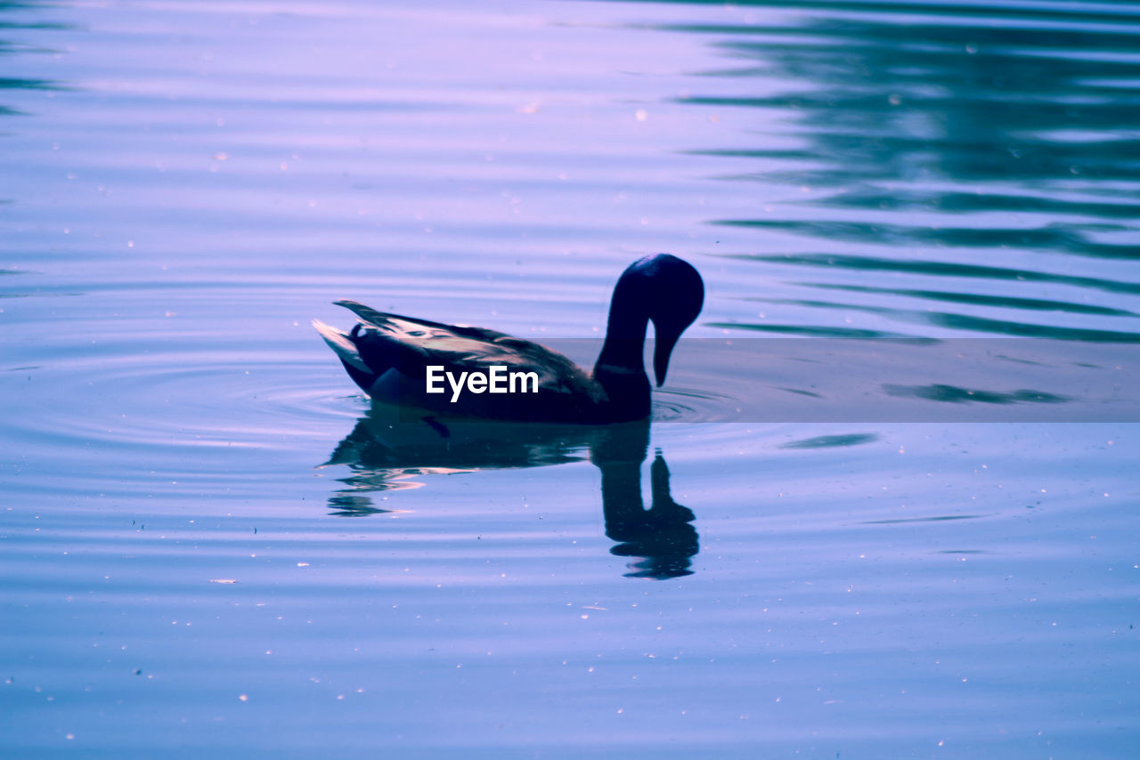 VIEW OF DUCK SWIMMING IN LAKE