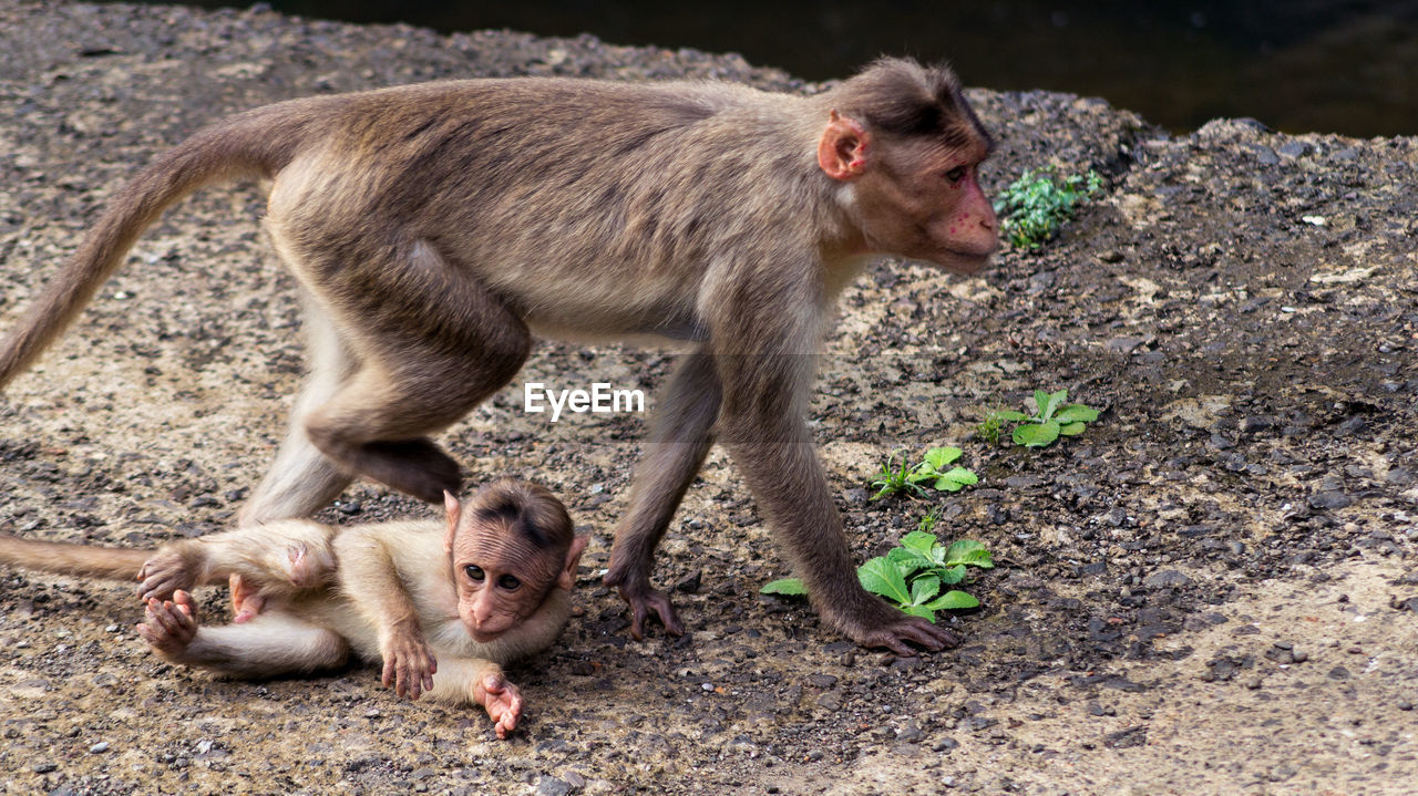 High angle view of monkey with infant on field
