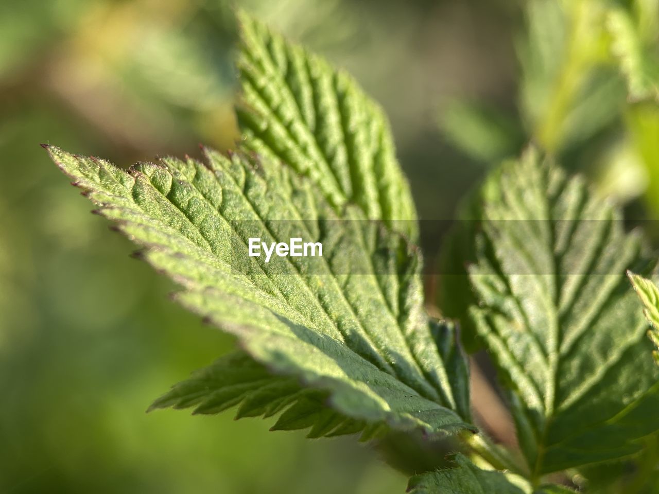 CLOSE-UP OF LEAF