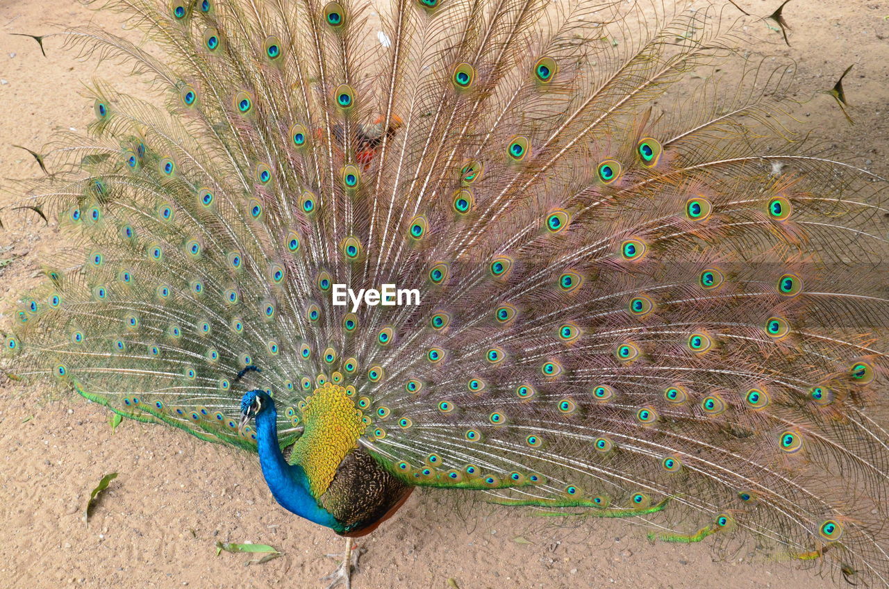 Close-up of peacock