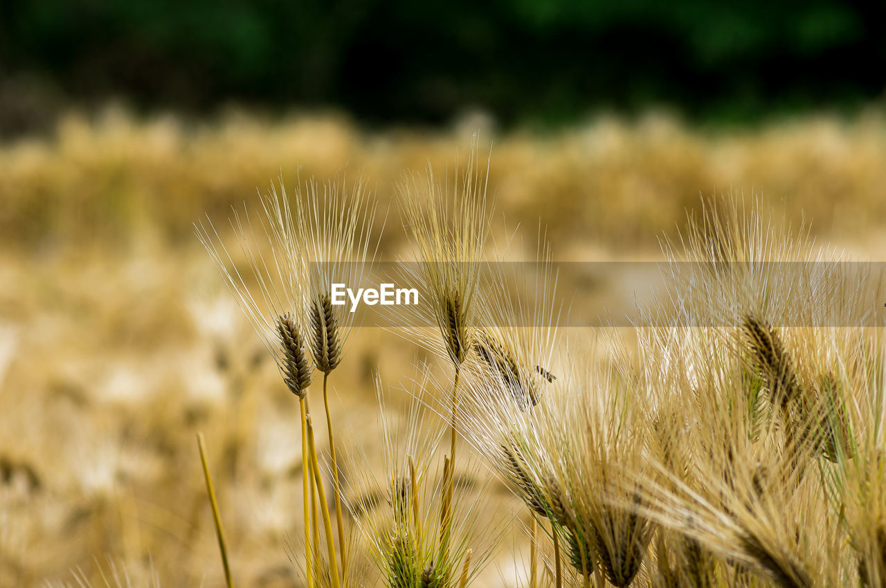 Golden barley field