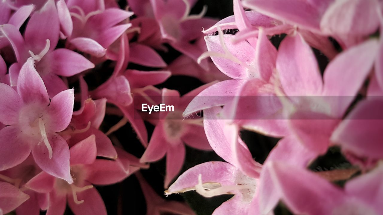 CLOSE-UP OF PINK FLOWERING PLANTS