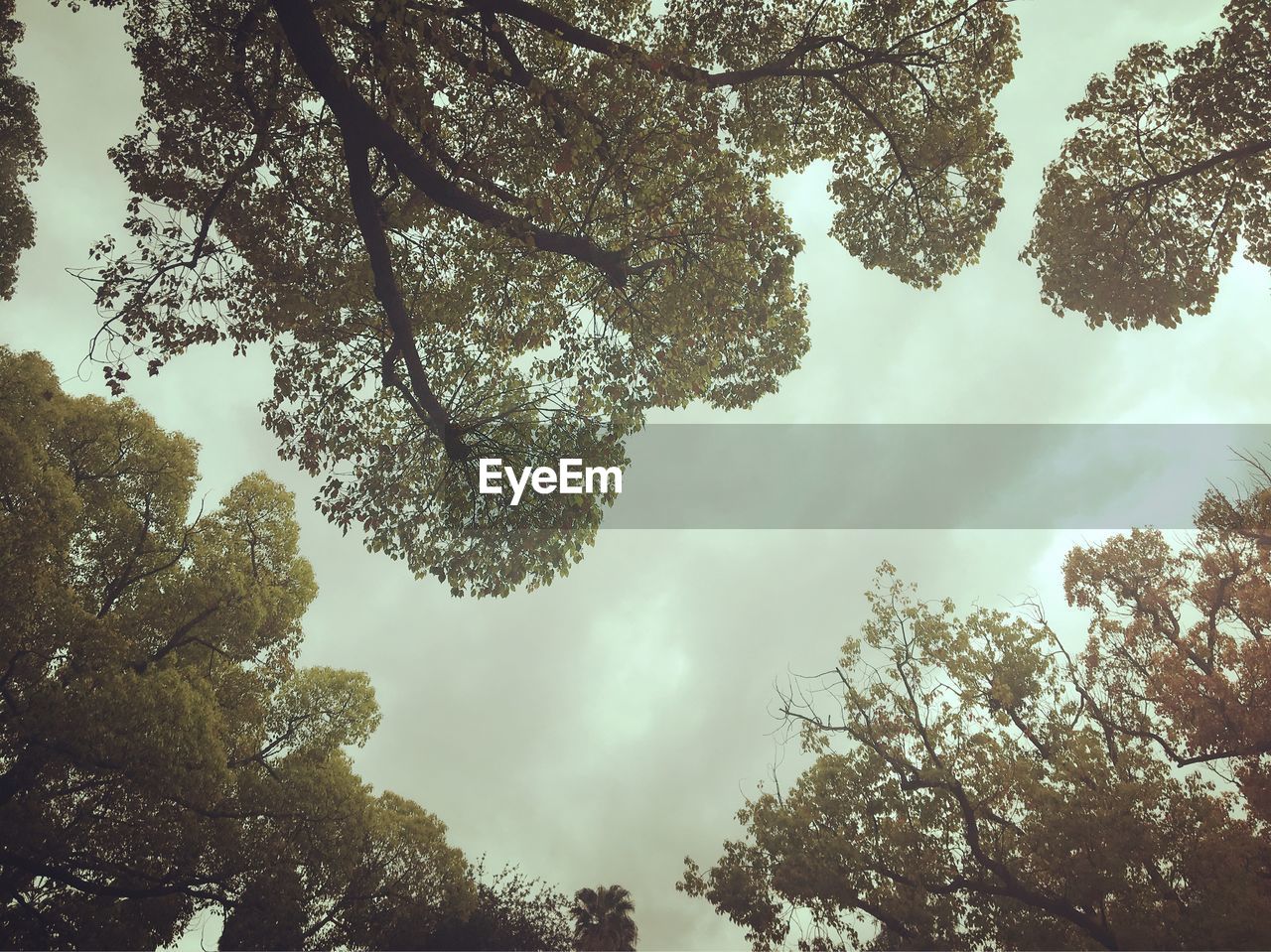 LOW ANGLE VIEW OF TREE BRANCHES AGAINST SKY