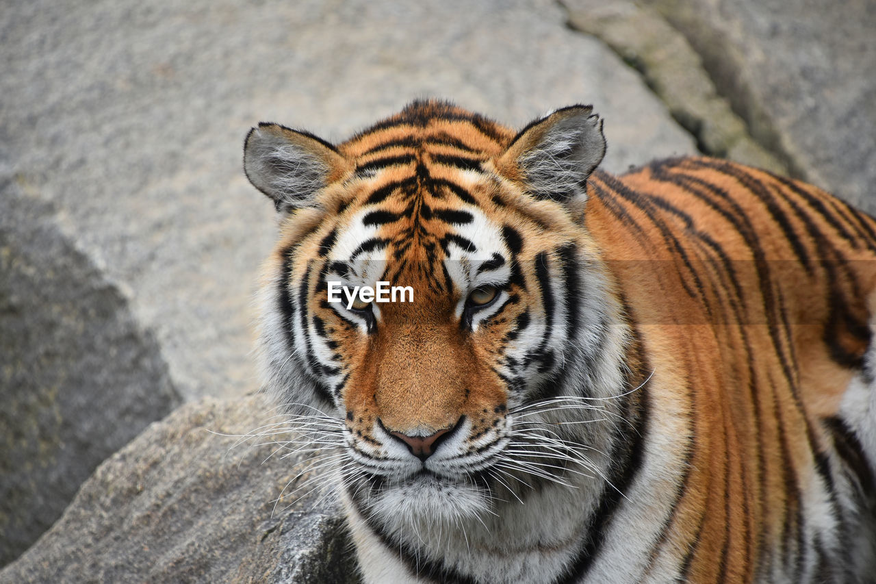 CLOSE-UP PORTRAIT OF TIGER