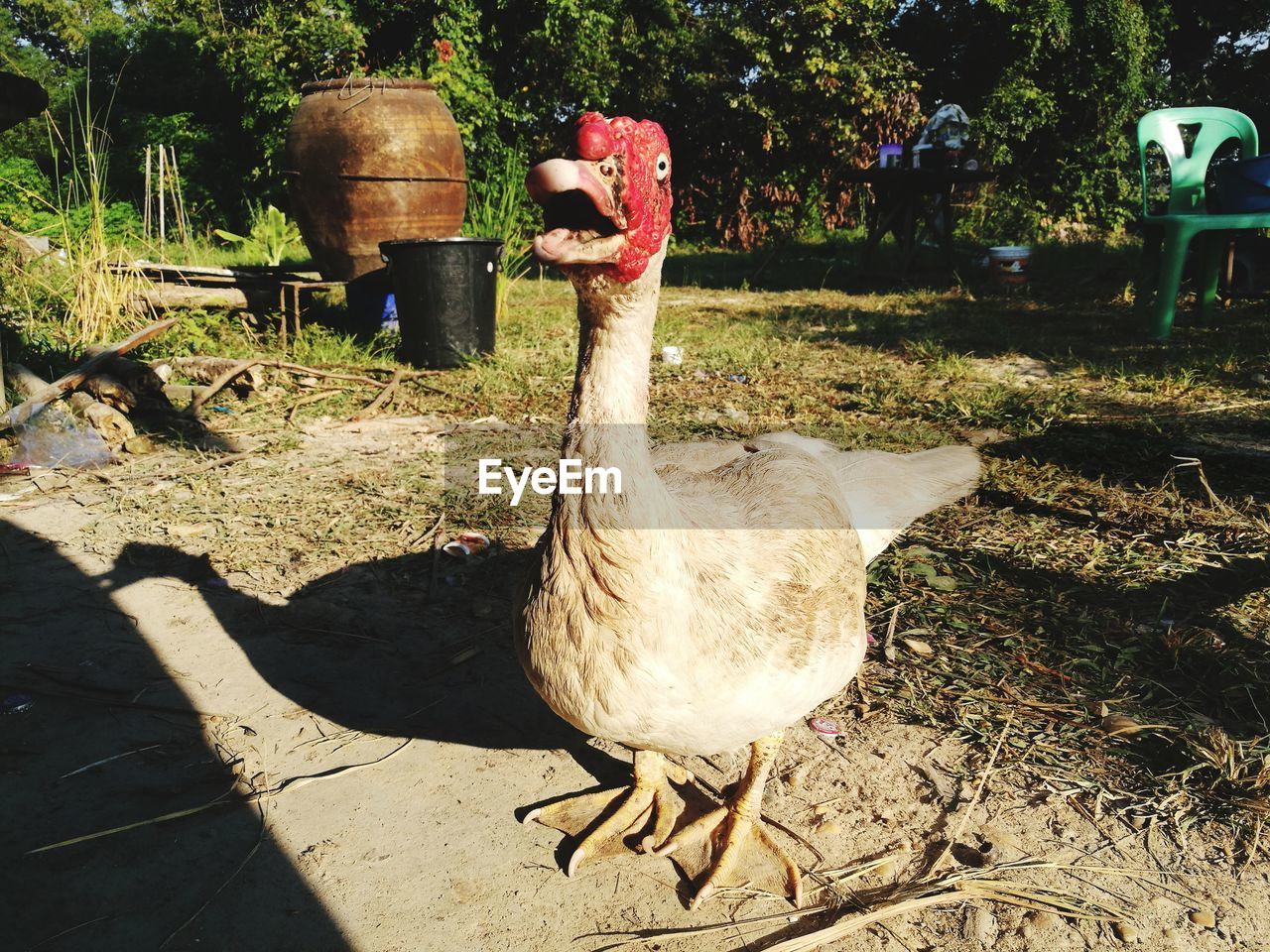 VIEW OF A BIRD ON GROUND