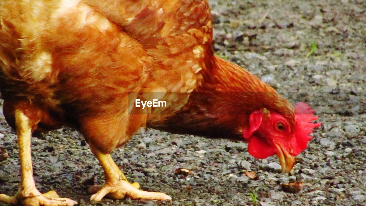 CLOSE-UP OF A BIRD