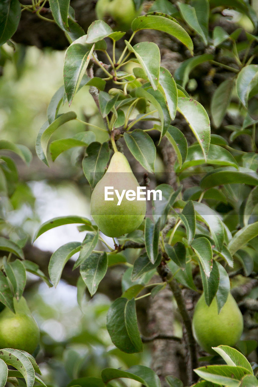 Close-up of apples on tree