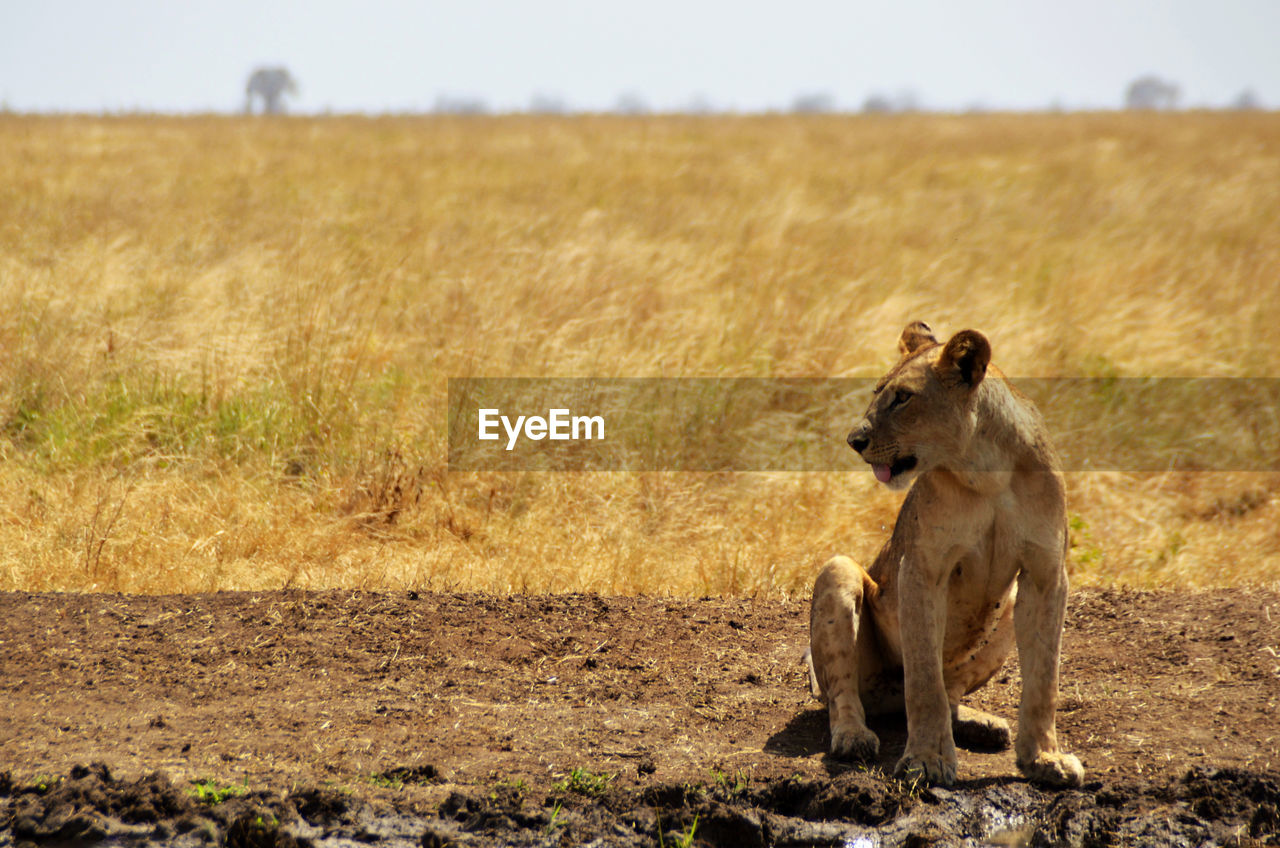 Lioness sitting in front, kenya, africa