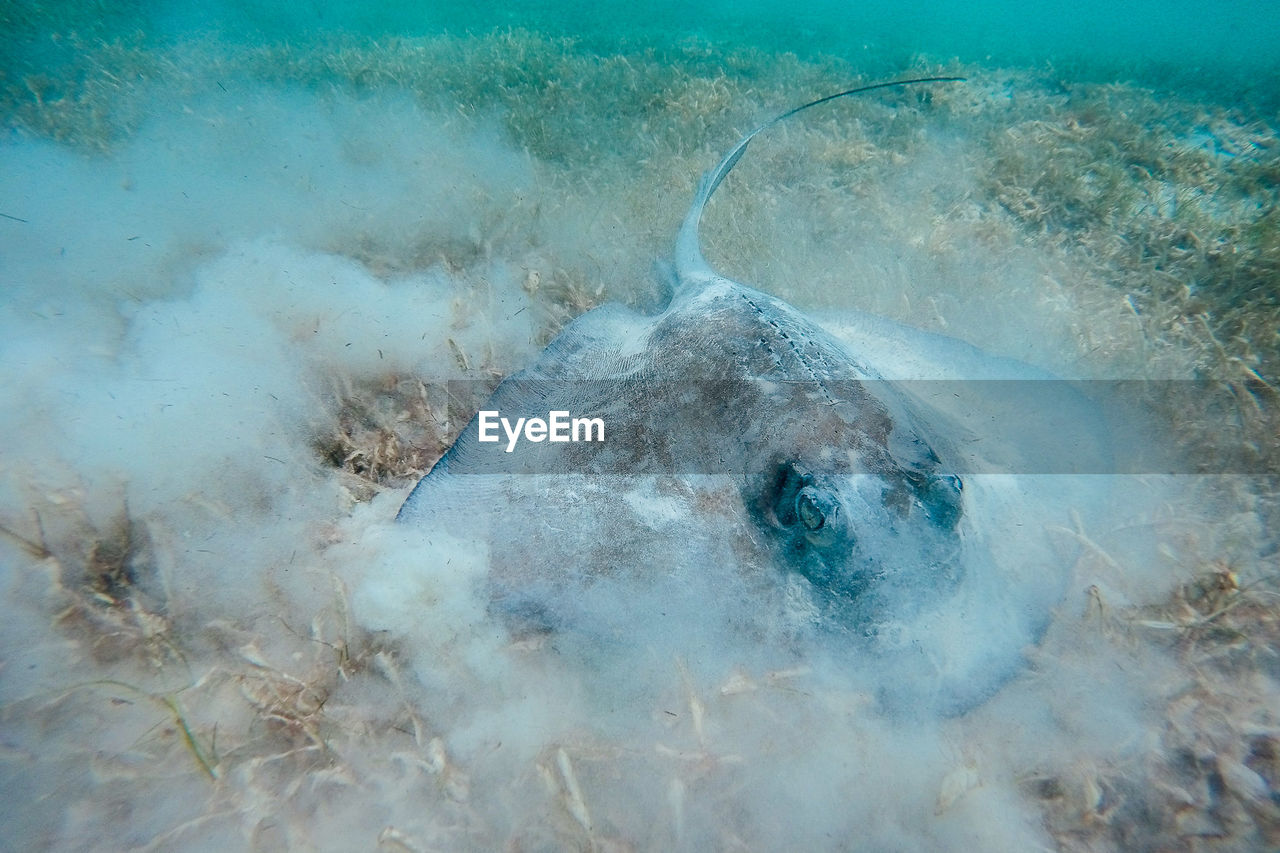 Close-up of stingray on golden grass