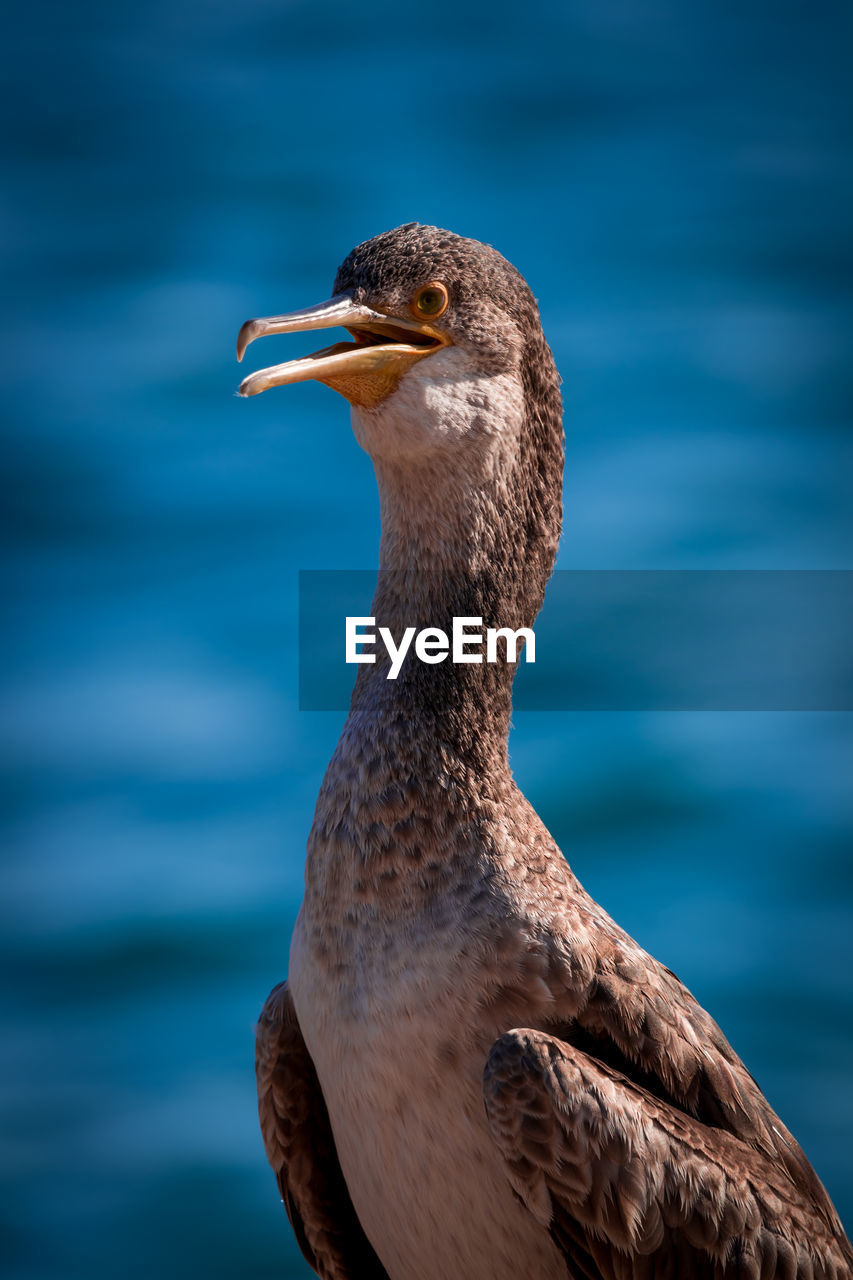 CLOSE-UP OF A DUCK