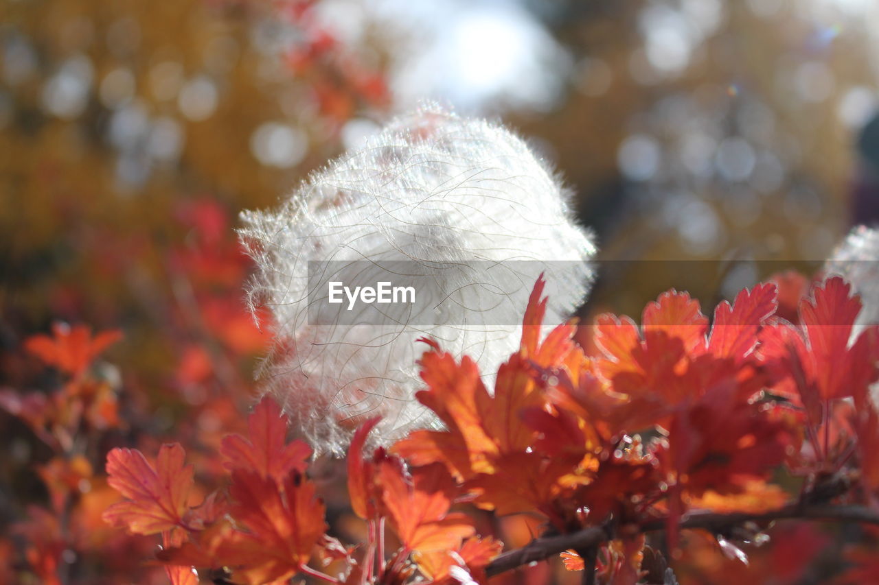 Close-up of white flowering plants