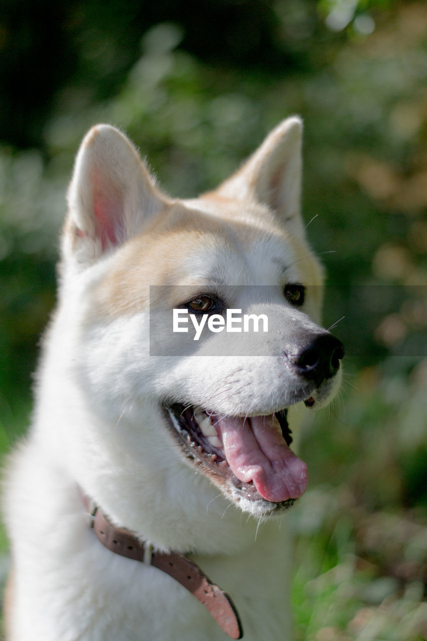 Close-up of japanese akita