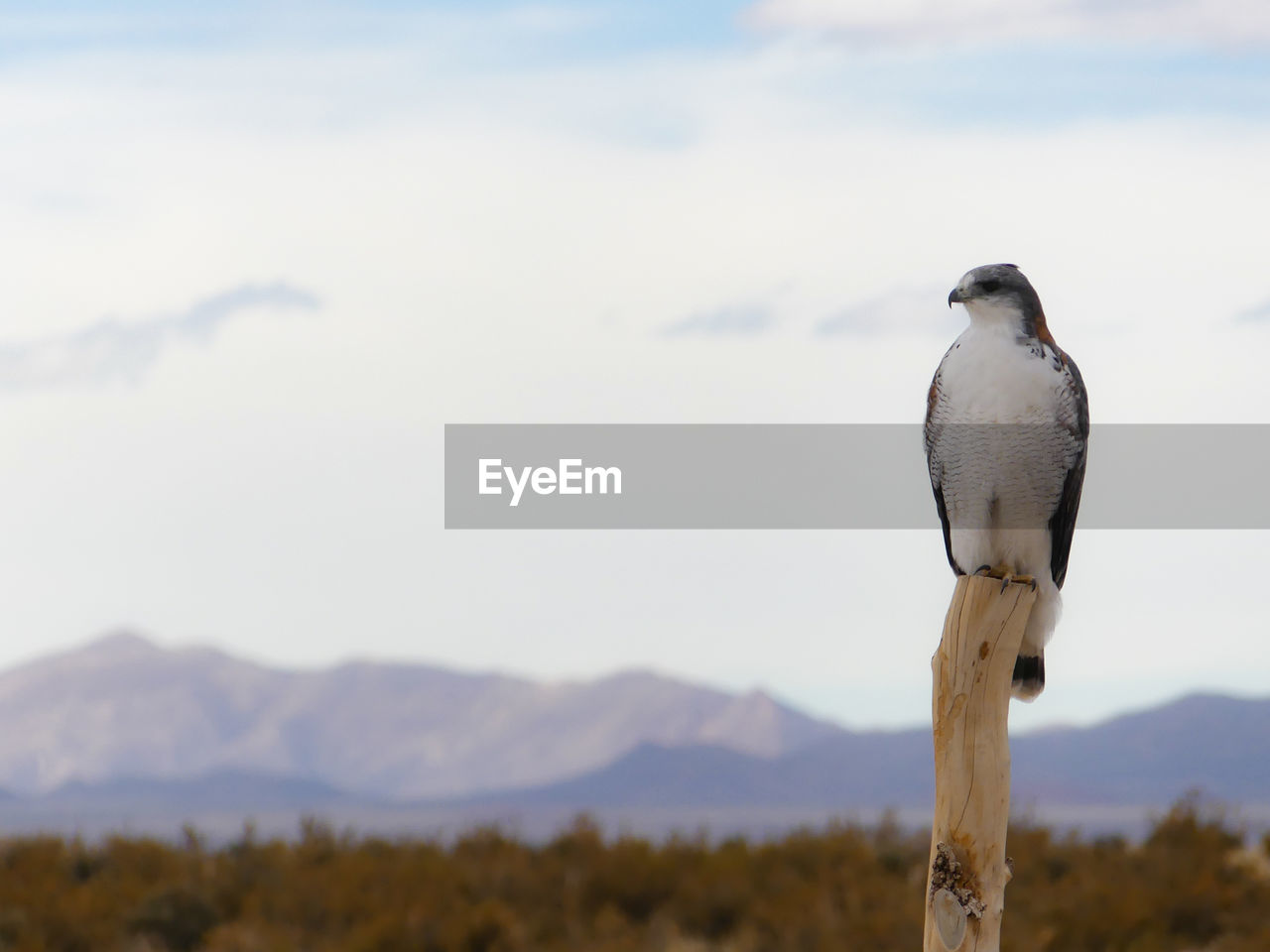 Eagle resting on fence post