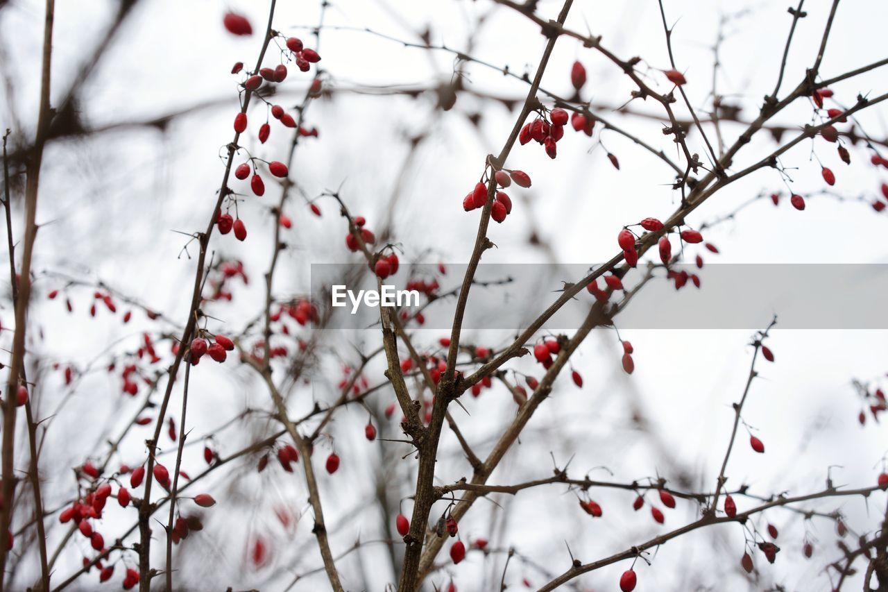 Red berries on tree branch during winter