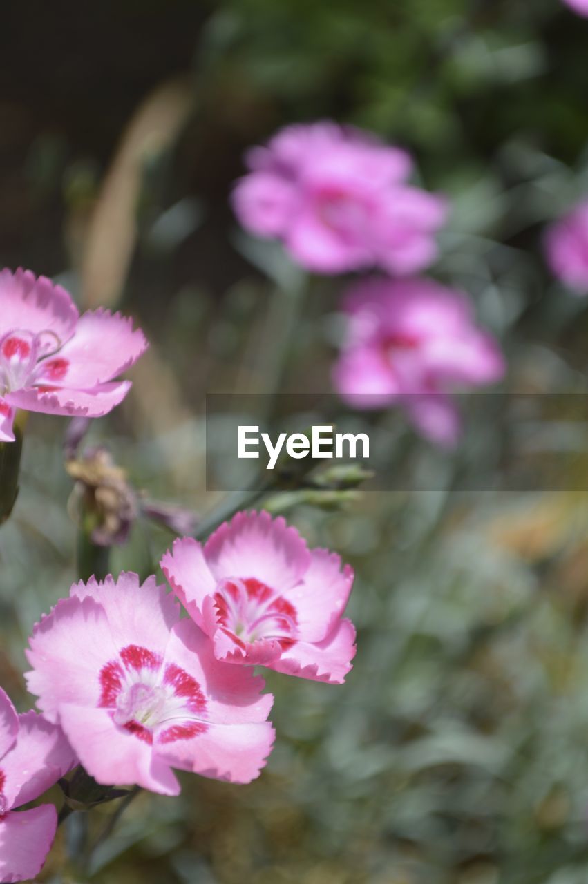 CLOSE-UP OF PINK FLOWERS BLOOMING