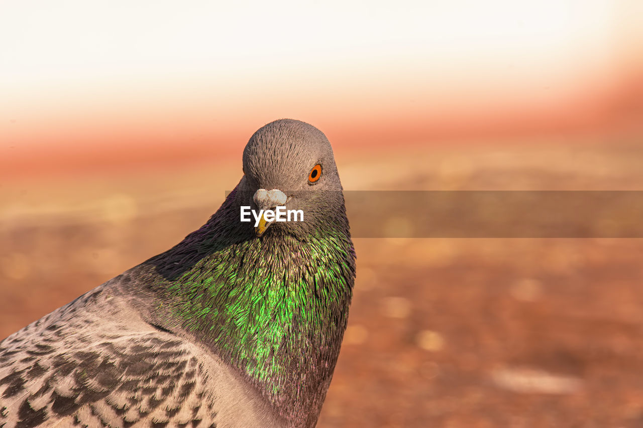 Close-up of pigeon on a wall against sky during sunset