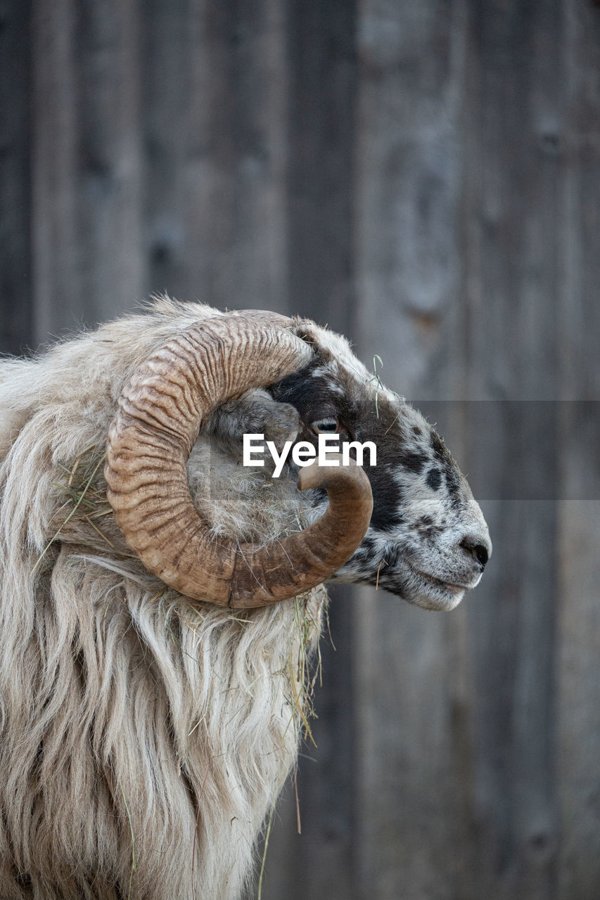 close-up of goat