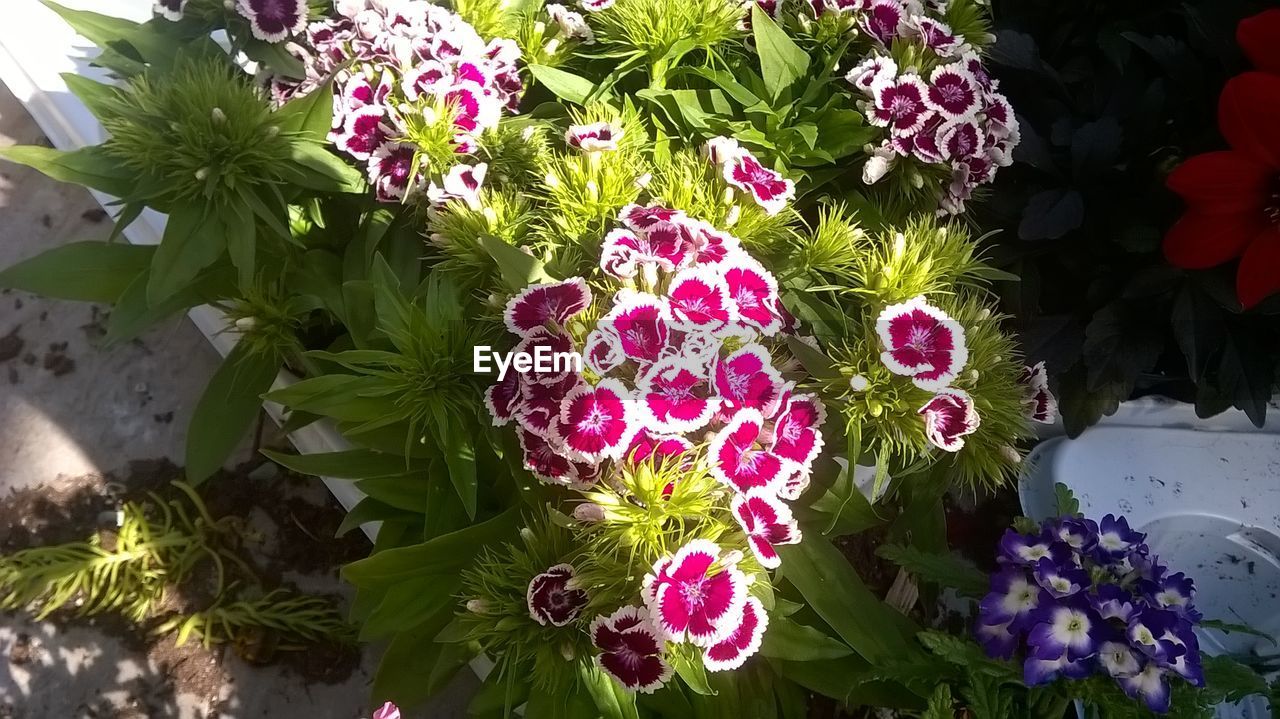 CLOSE-UP OF PINK FLOWERS BLOOMING