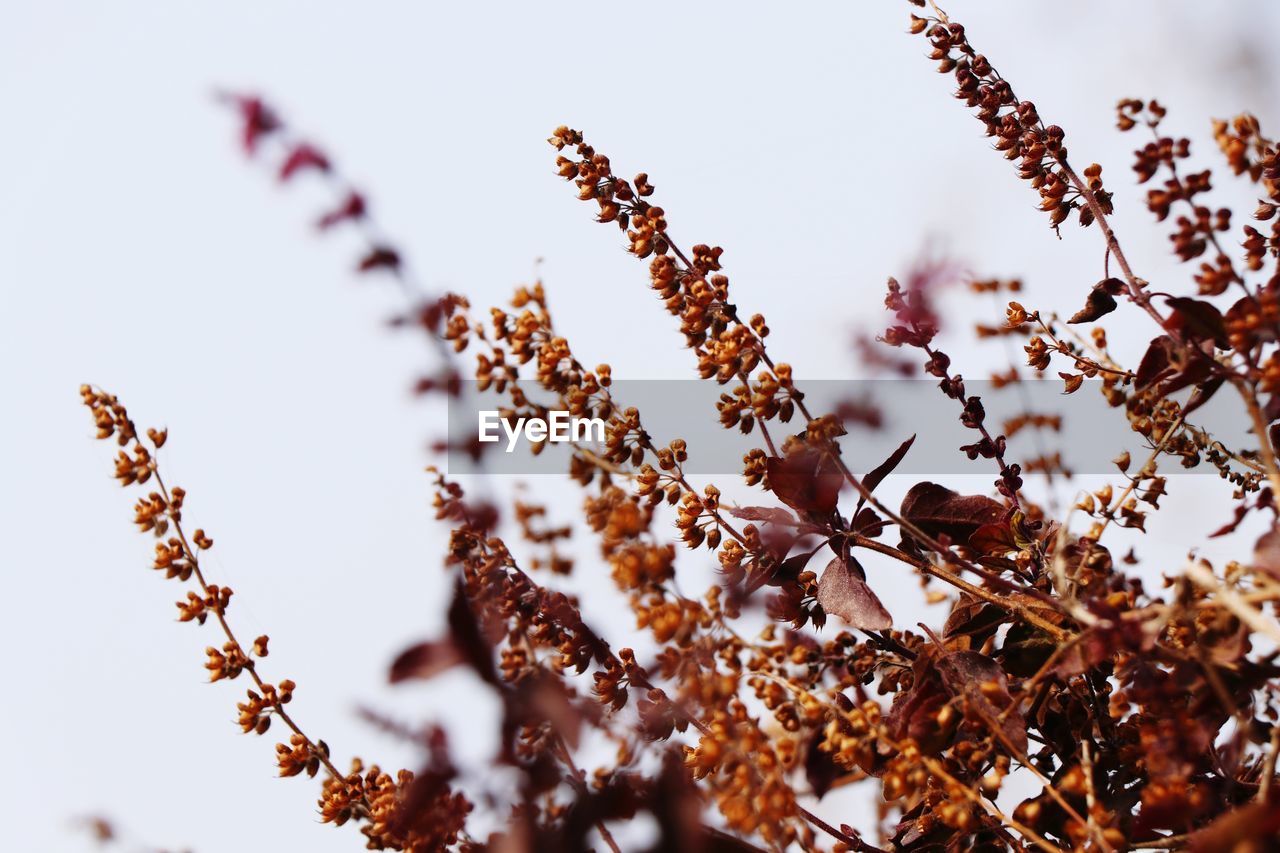 Low angle view of flowering plant against clear sky